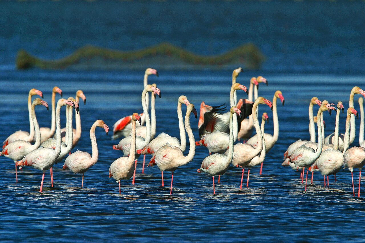 Flamants roses dans les lagunes du Delta de l'�bre, pr�s de Deltebre, Tarragone.
