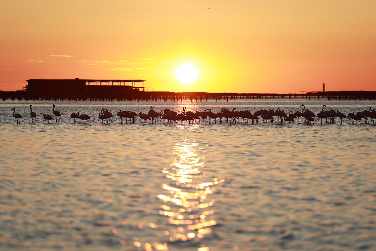 Flamants roses dans l'eau au coucher de soleil, CAPFUN Aube � Deltebre, Tarragone.