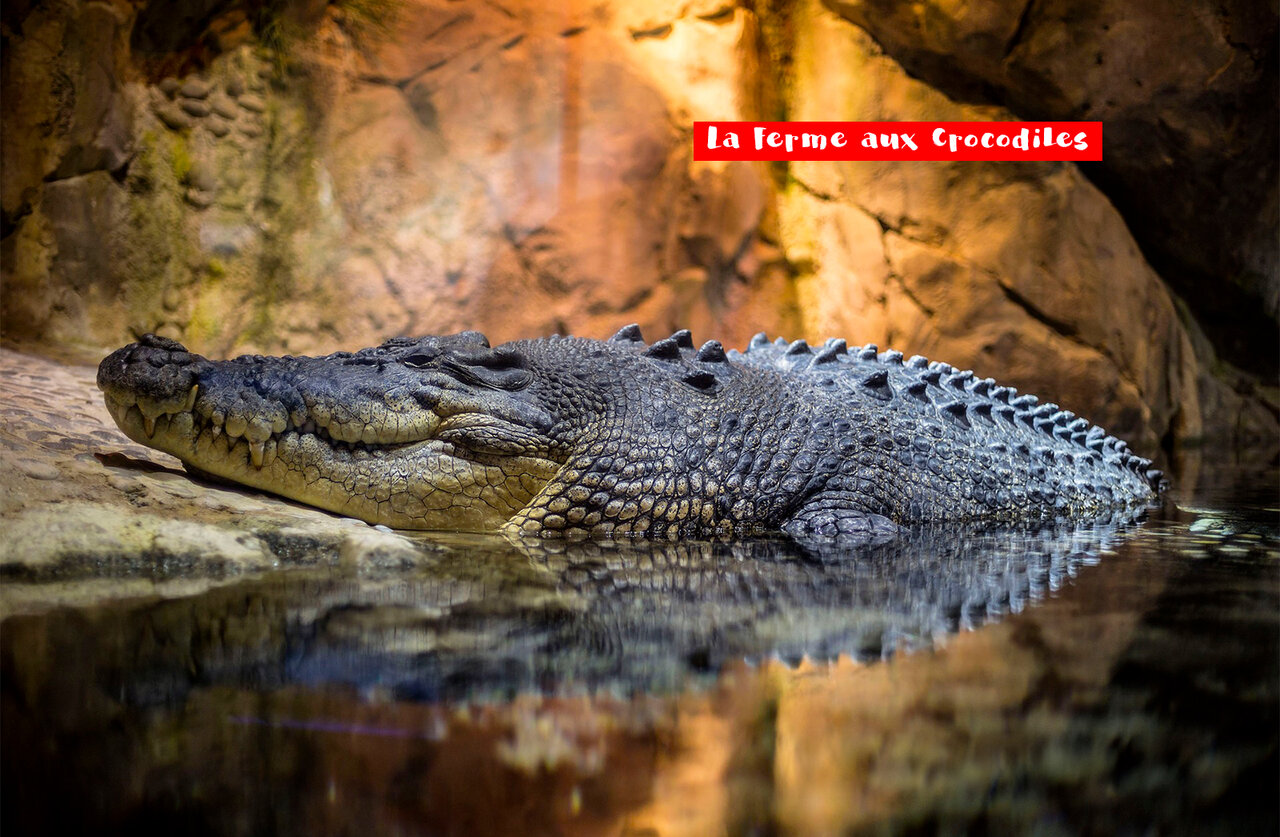 Grand crocodile � La Ferme aux Crocodiles, une attraction � visiter pr�s du camping.