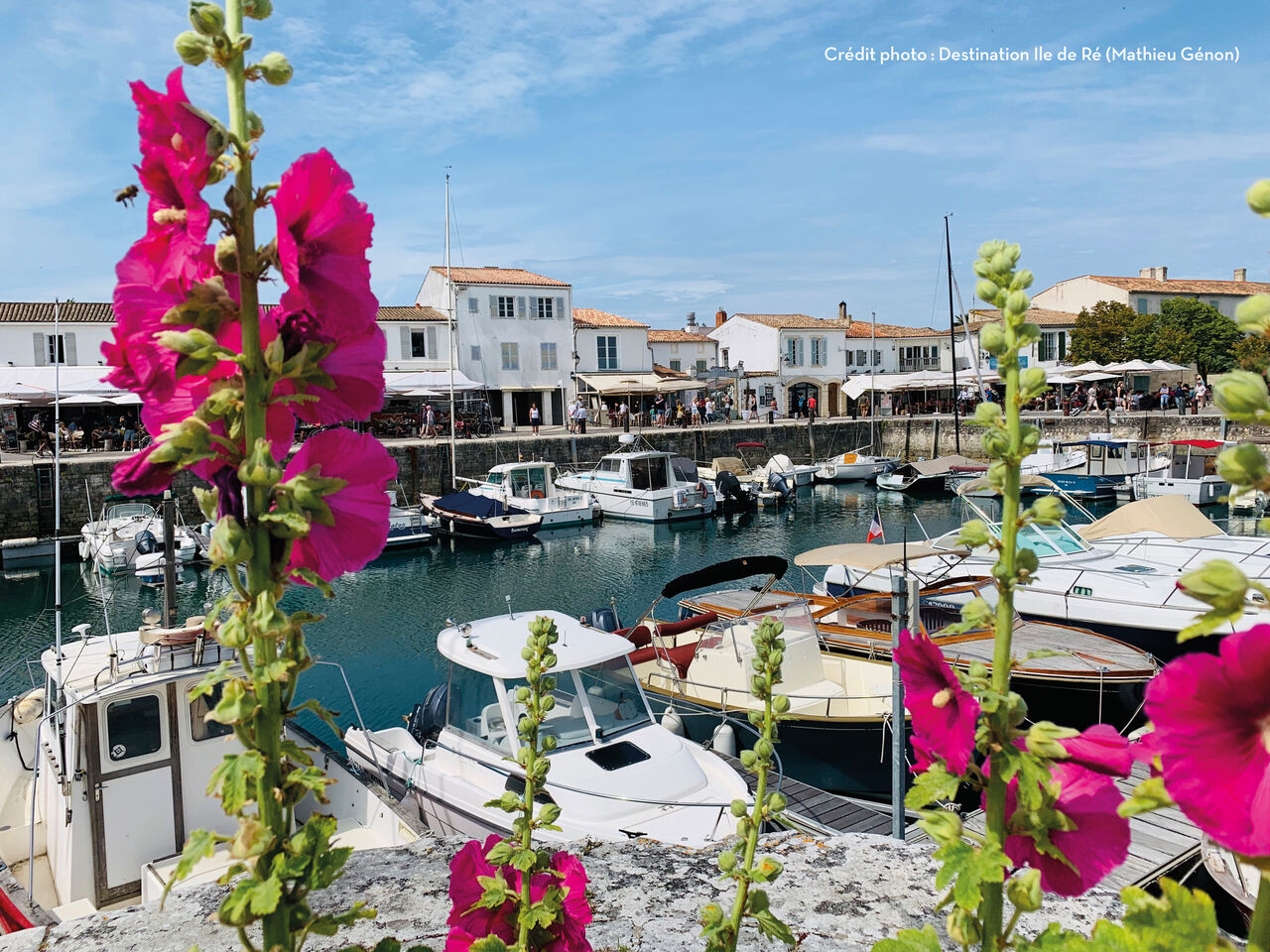 Port pittoresque de l'�le de R� avec bateaux, maisons blanches et fleurs roses.