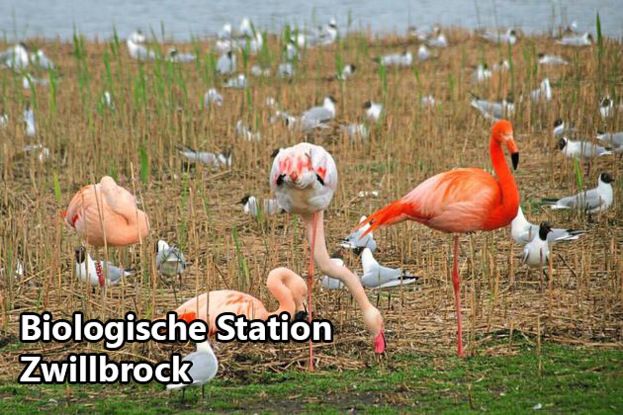 Flamants roses et oiseaux � la Station Biologique Zwillbrock, lieu � visiter.