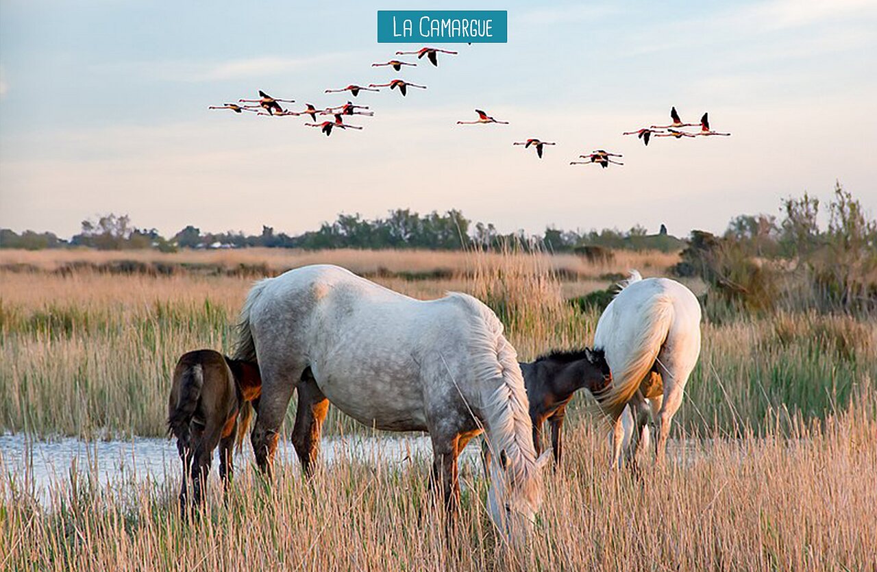 Chevaux de Camargue et flamants roses dans leur habitat naturel, r�gion Camargue.