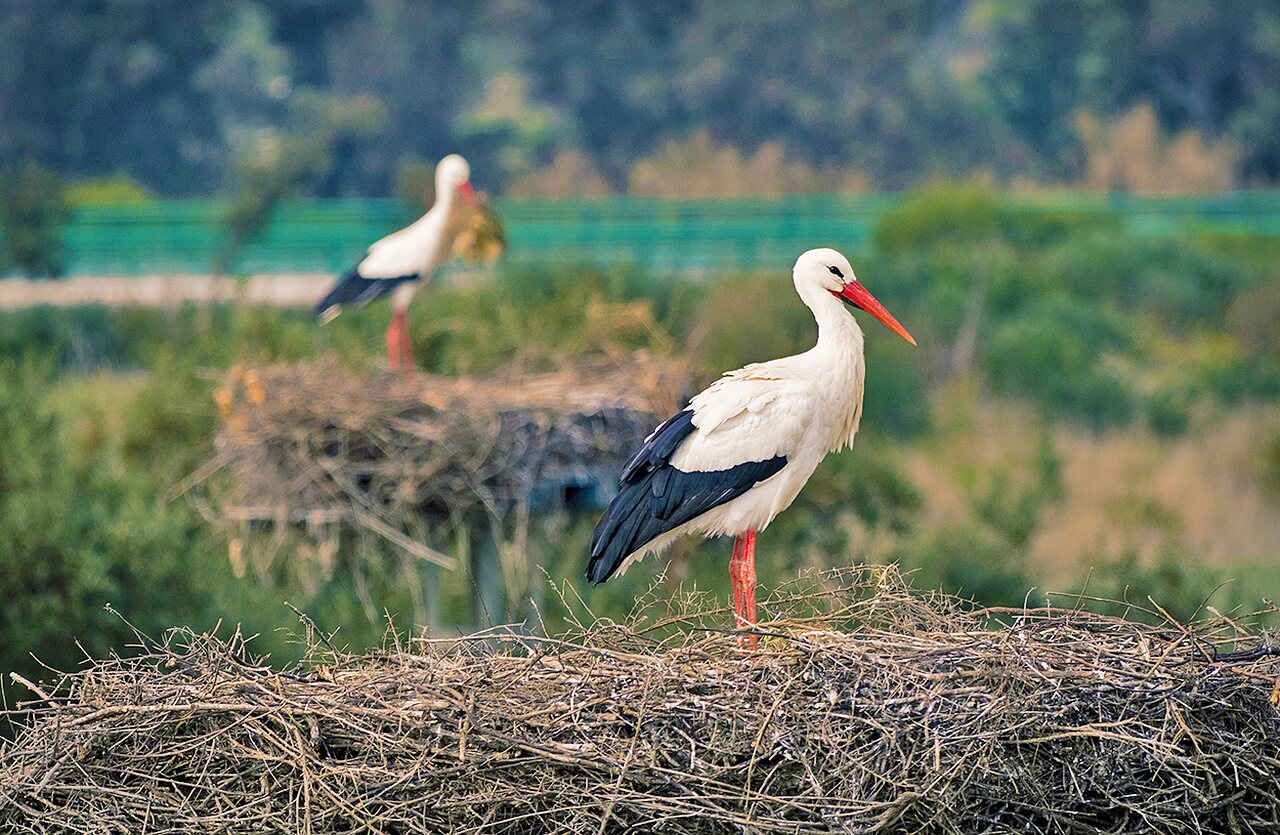 Cigognes blanches sur leurs nids au camping VAGUES OCEANES Lac d'Erstein.