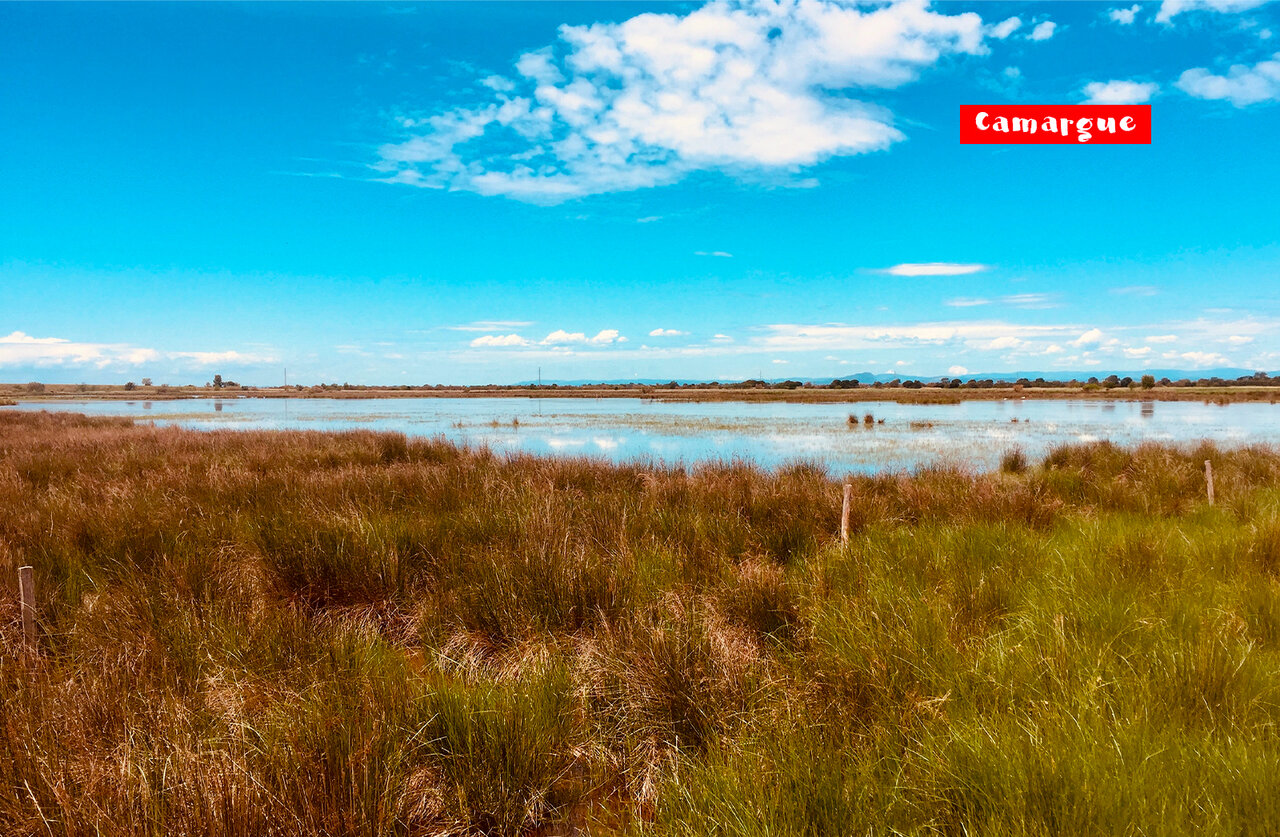 Paysage naturel de Camargue, zones humides et v�g�tation luxuriante pr�s de Saint-Laurent-d'Aigouze.
