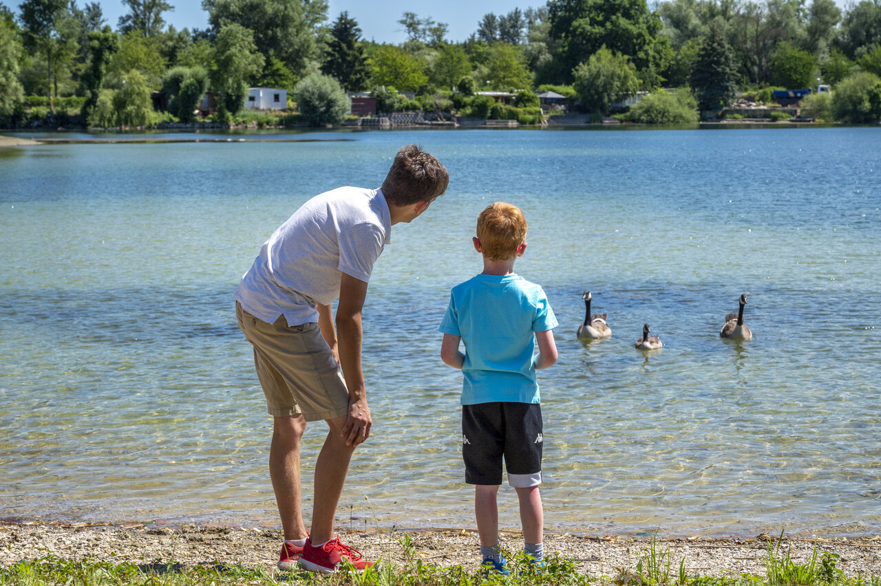 Lac, oies, au camping CAPFUN Fort Falabraque � Seltz (67).