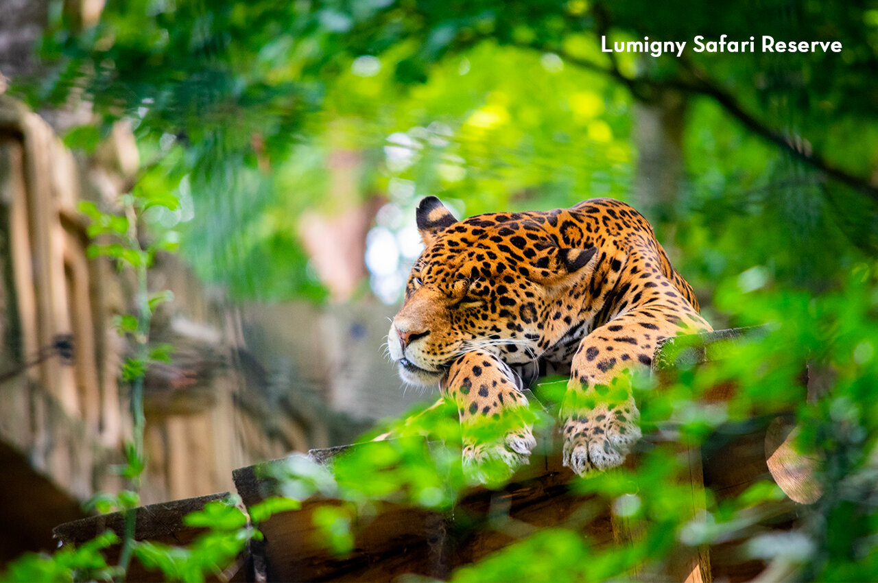 Jaguar resting at Lumigny Safari Reserve, an attraction near the campsite.