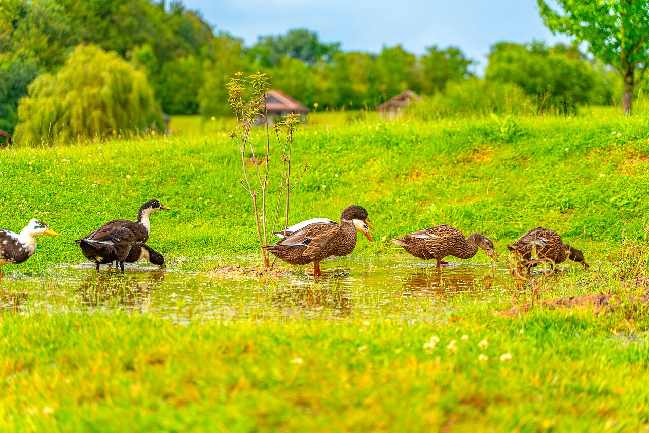 Canards dans une flaque d'eau, herbe verte luxuriante au camping CAPFUN Grand Cerf � Gimouille (58).