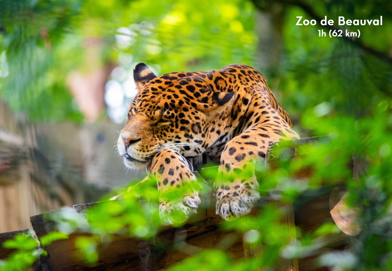 Jaguar se reposant au ZooParc de Beauval, attraction majeure pr�s de Su�vres (41).