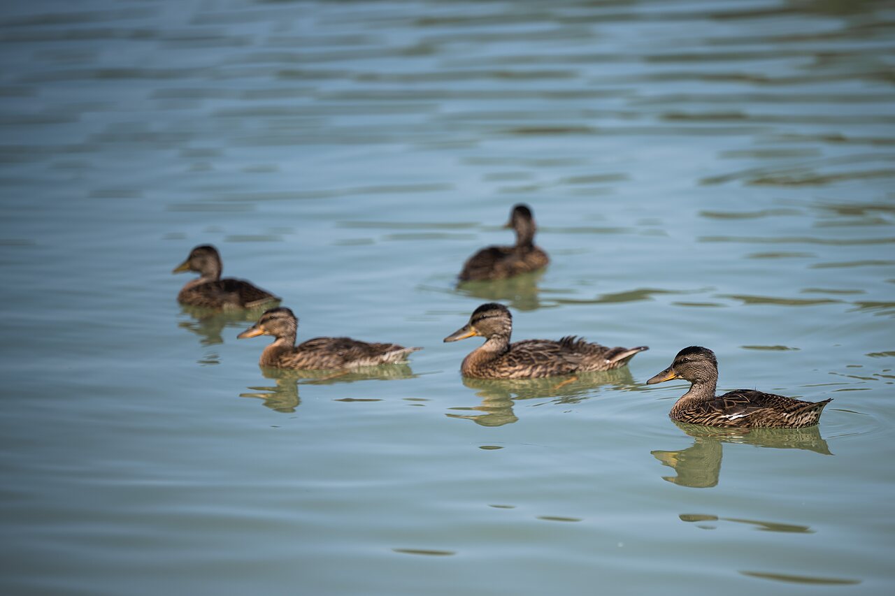 Canards nageant sur l'eau calme au camping CAPFUN Lac des 3 Vall�es � Lectoure (32).
