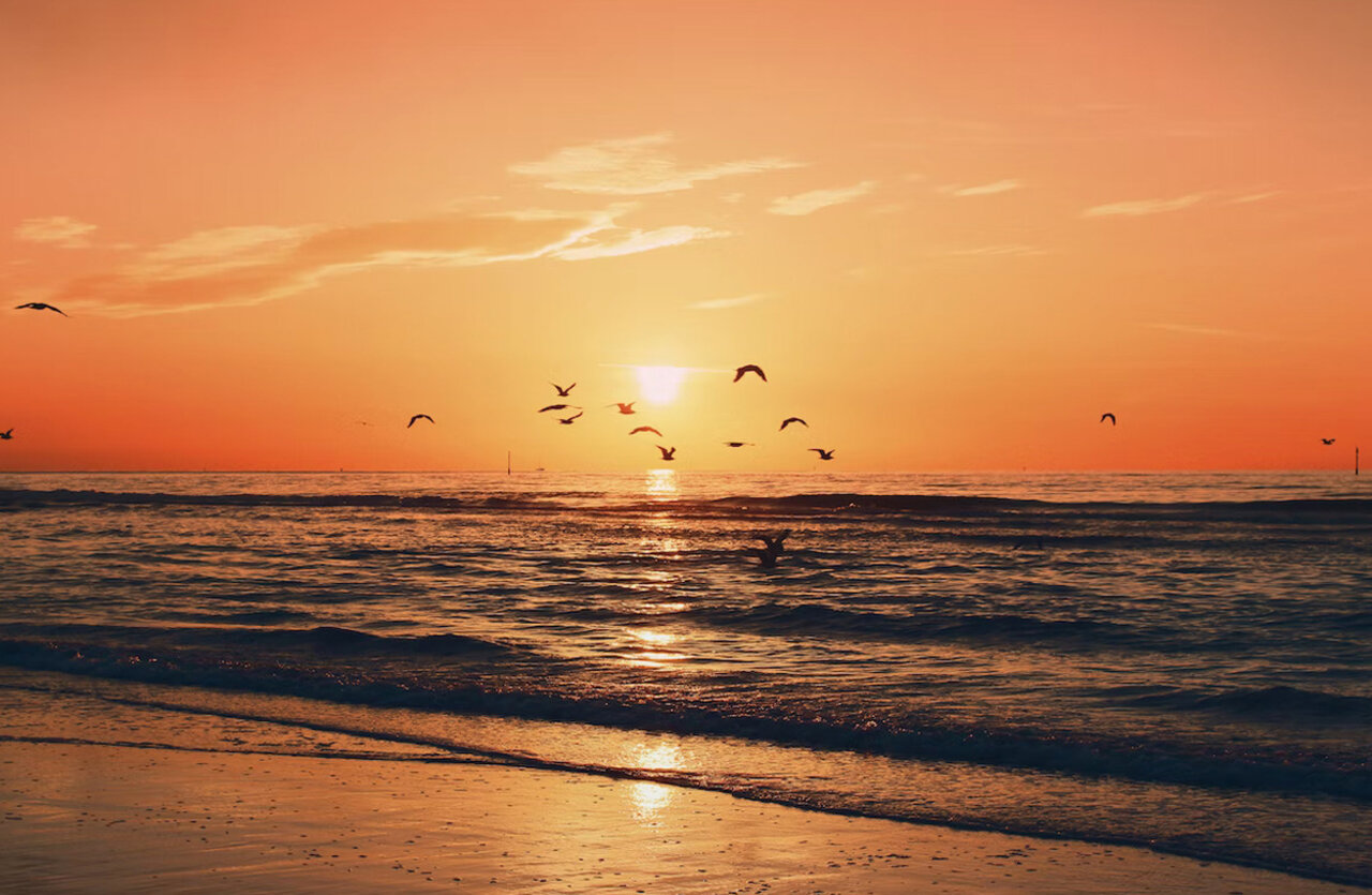 Plage, soleil, oiseaux au camping VAGUES OCEANES Licorne � Dunkerque (59).