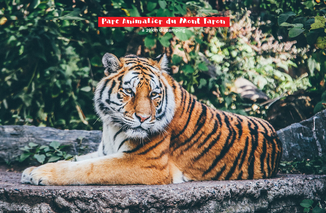 Tigre majestueux au Parc Animalier du Mont Faron, pr�s de Toulon (83).