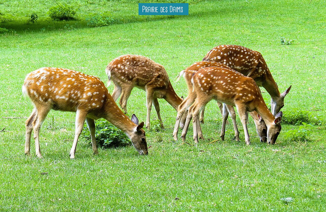 Quatre daims tachet�s broutant l'herbe verte au camping VAGUES OCEANES Micheli�re � Givrand (85).