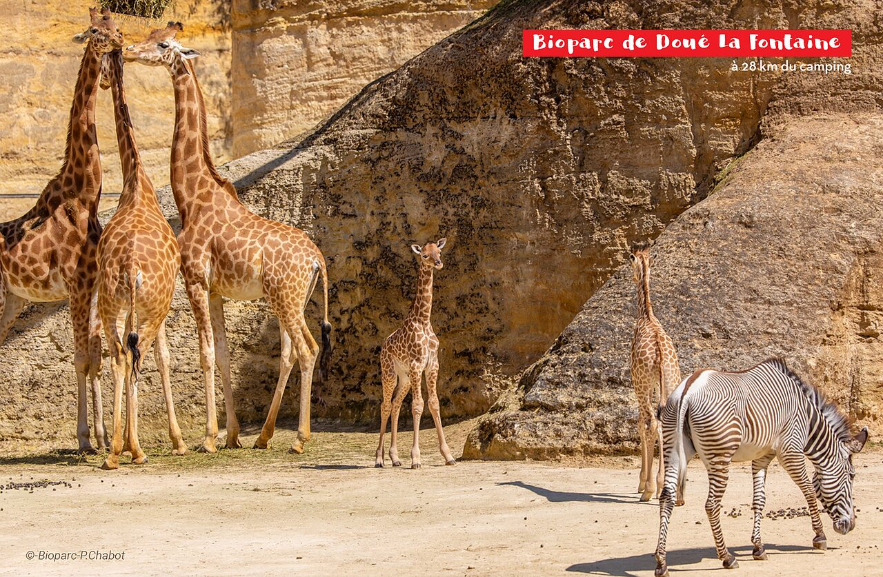 Girafeaux, girafes adultes et z�bre au Bioparc de Dou�-la-Fontaine, pr�s de Saumur.
