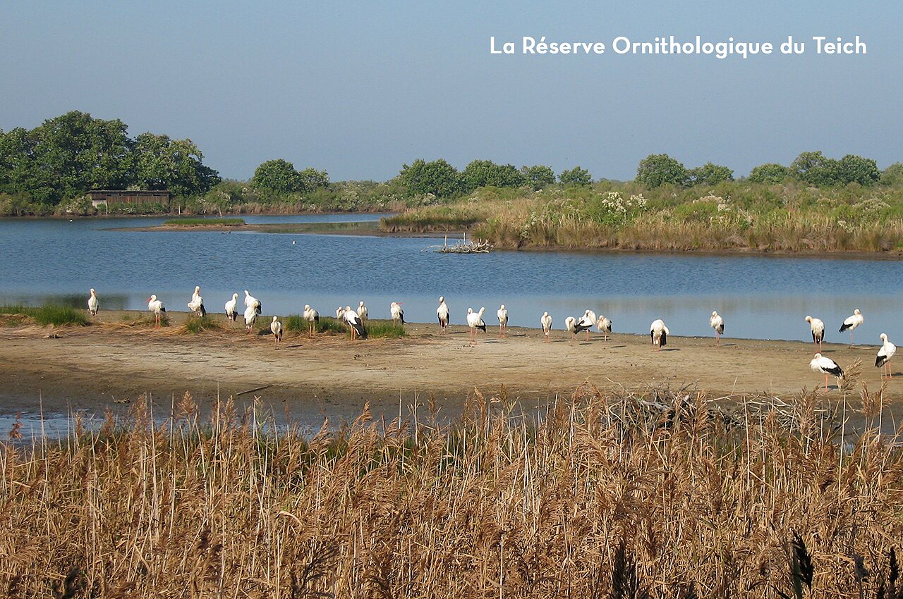 Cigognes dans la R�serve Ornithologique du Teich, site naturel proche de Pyla.