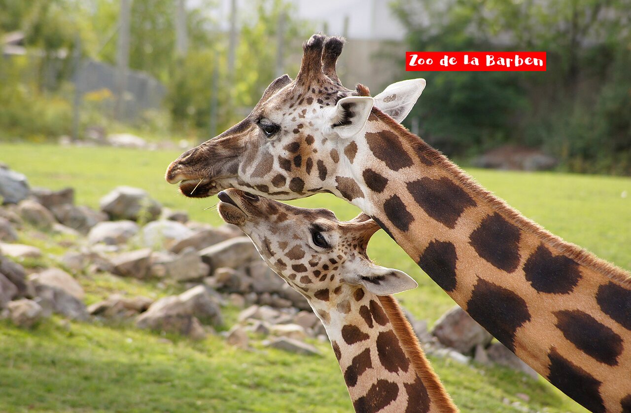 Girafe adulte et son petit au Zoo de La Barben, lieu � visiter.