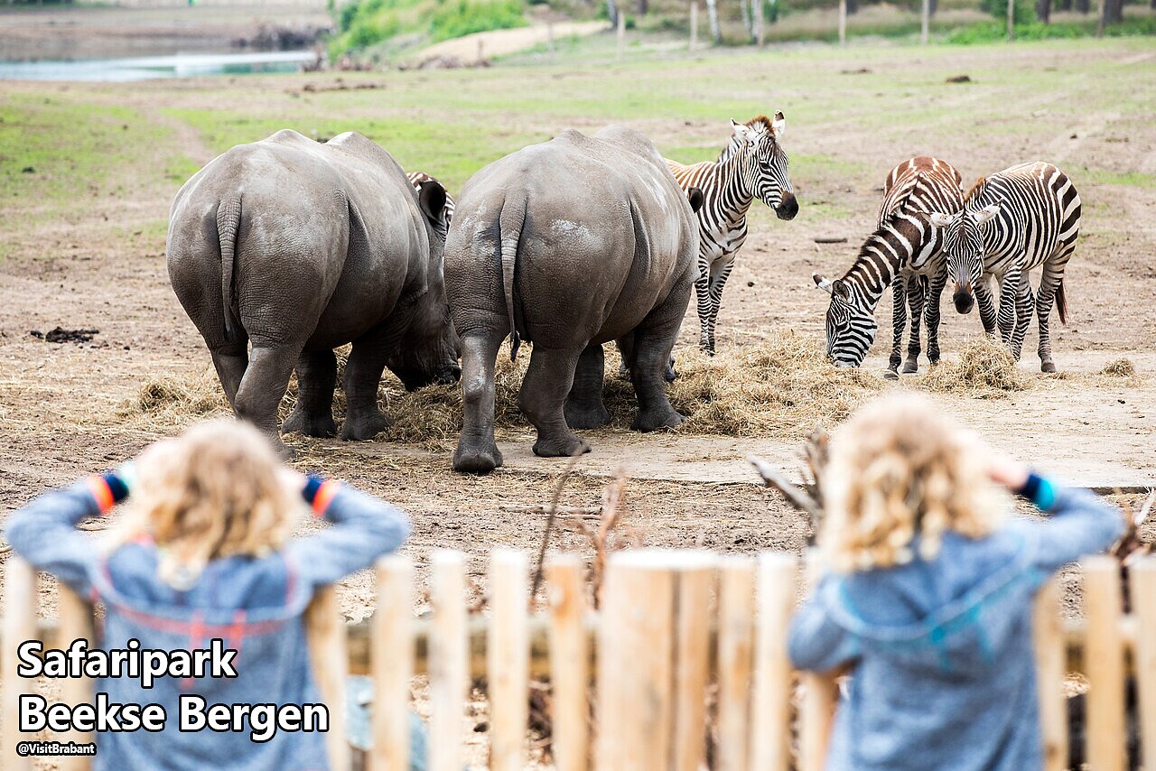 Safaripark Beekse Bergen, une attraction � visiter pr�s du camping.