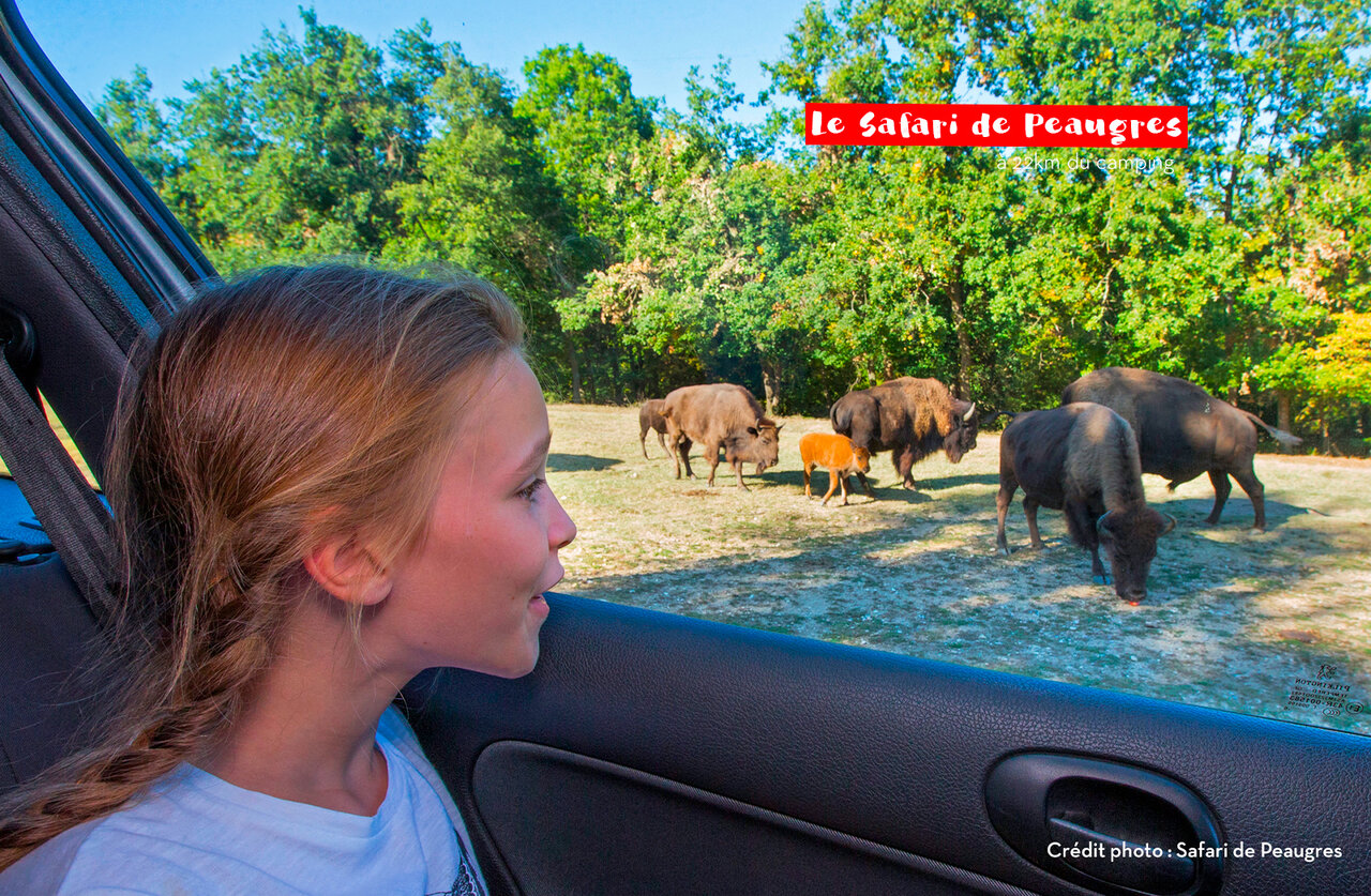 Enfant observant des bisons au Safari de Peaugres, une activit� proche du camping.