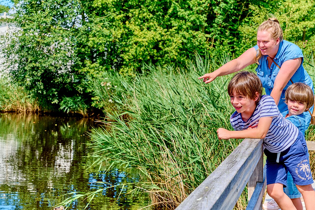 Famille observant la nature au bord de l'eau au camping CAPFUN De Waldsang � Bakkeveen.