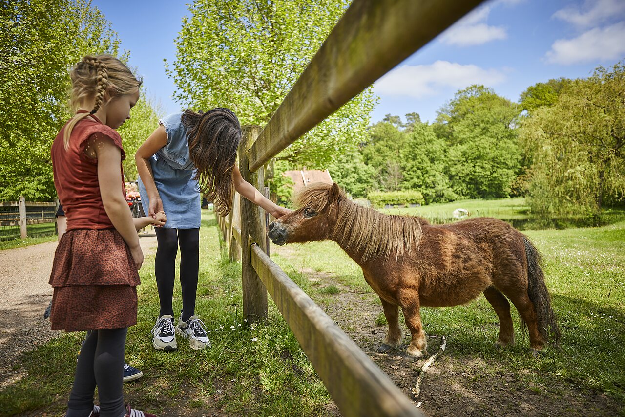 Kinderen aaien een pony achter een houten hek op camping CAPFUN het Winkel in Winterswijk.