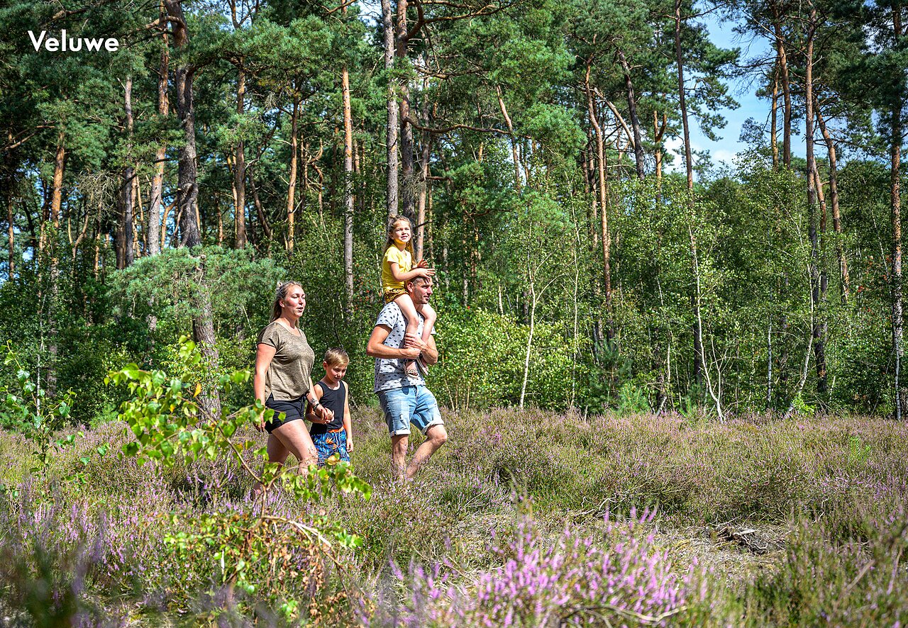 Famille se promenant dans la bruy�re en fleurs, for�t de Veluwe, Pays-Bas.