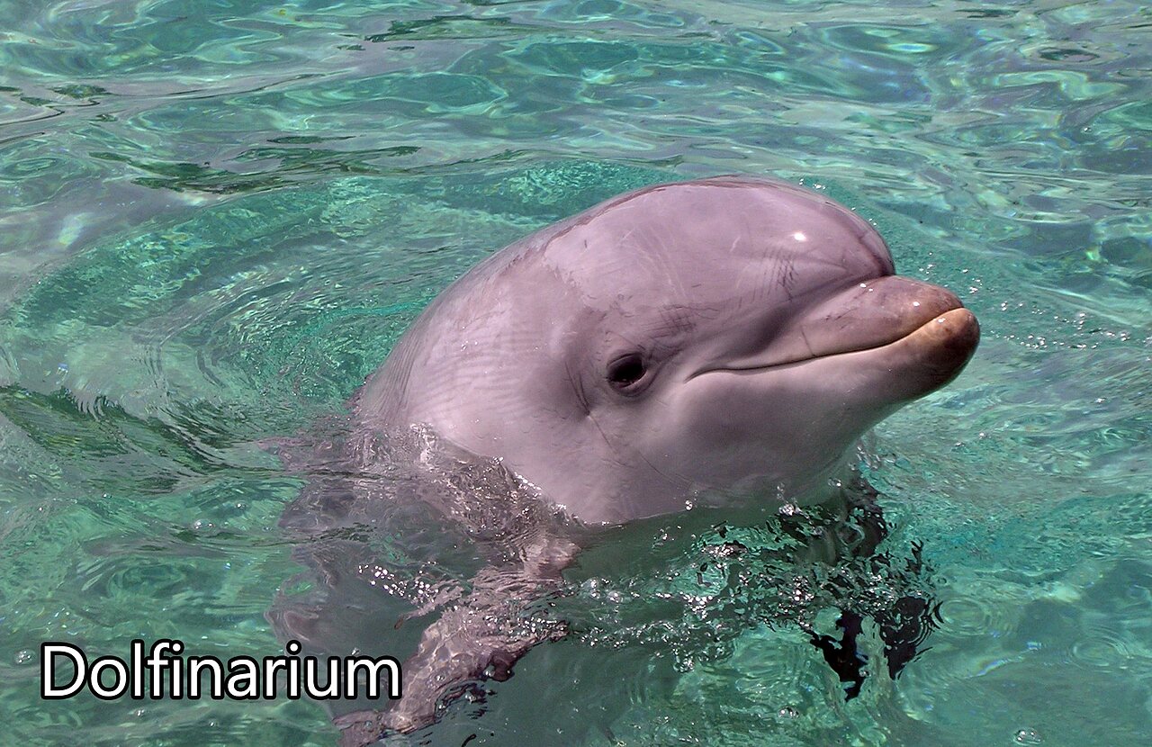 Dauphin souriant au Dolfinarium de Harderwijk, une attraction � visiter. (10 mots)